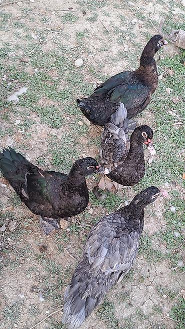 Ördəklər: Erkək, Ətlik, Pulsuz çatdırılma — 7