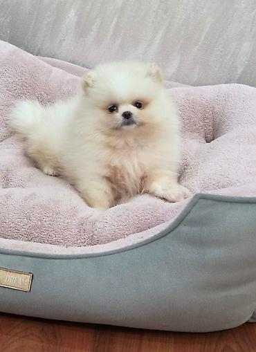 kupujem prodajem pomeranac: Teddy bear pomeranci, dve sestre, spremne su za preuzimanje. Bogato — 1