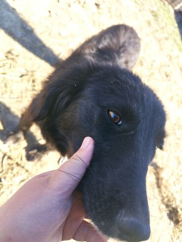 дратхар собака: Тайган чистокровный продаю. Мальчик 1 год
Сокулукук Белек айылы