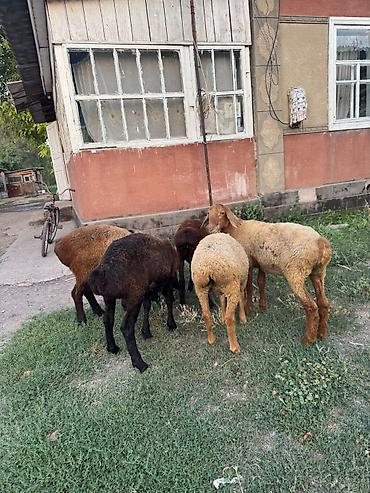 Баран, овца: Продаю | Ягненок | На забой — 11