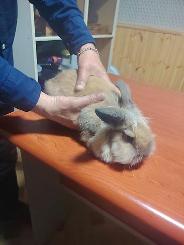 Dovşanlar: Ev dovşanı – uzun tüklü, dekorativ növ - Növ: dekorativ, uzun tüklü — 1