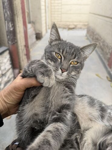 где можно купить кошку: Кошка даром: Лесная, 5 месяцев, Мальчик, Приучена к лотку