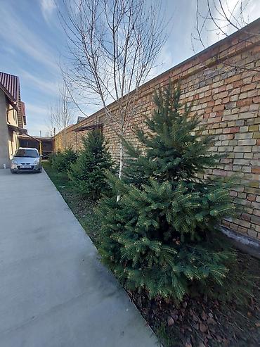 Декоративные деревья: Саженцы деревьев: Ели — 1