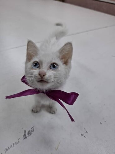 кормовая соль для животных: 2 айлык, Ургаачы, Лотокко барууга үйрөтүлгөн