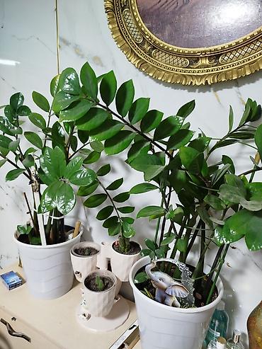 Замиокулькас (Zamioculcas zamiifolia) в декоративных горшках,2 горшка