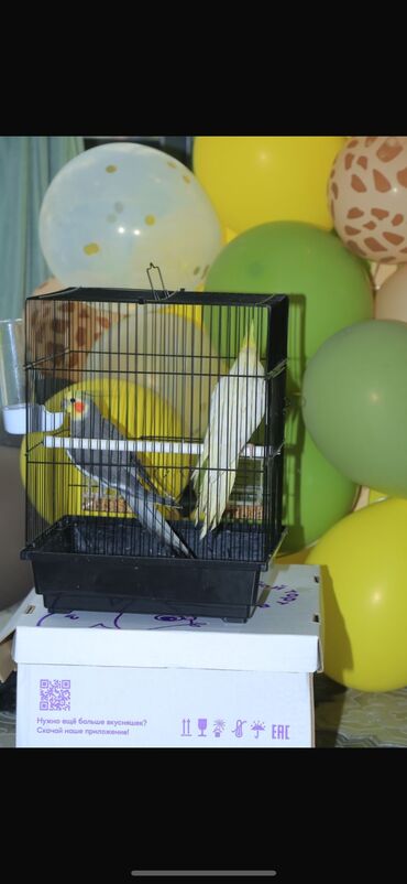 клетки для кур несушек купить в бишкеке: Продаю попугаев корелла 🐦 Красивые, здоровые и активные птички. Очень