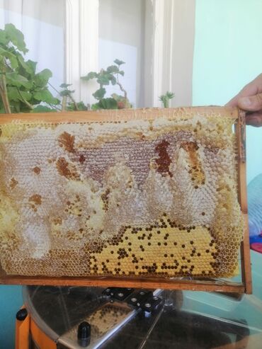 Bal: Tam təbii xalis bal 🍯 Meşə balı-30₼ Çiçək bali-30₼ Dağ qarışıq — 5