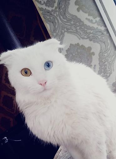 tuksuz pişik: Türk anqora, Erkək, Yaxşı əllərə, Ödənişli çatdırılma — 1