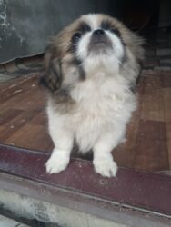 İtlər: Pekines, 1 ay, Dişi, Ödənişli çatdırılma — 11