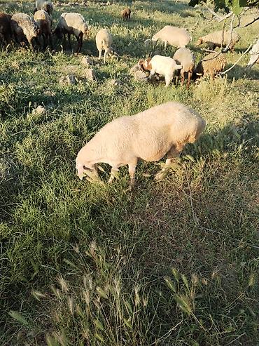 qala cinsi: Məhsul: ANA BALA QOYUN 1 ci səkildəki ana digəri isə balasi dir tam — 2