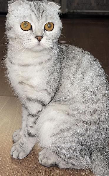 кошки скотиш фолд: Шотландская вислоухая кошка (Scottish Fold), окрас серебристый табби — 1