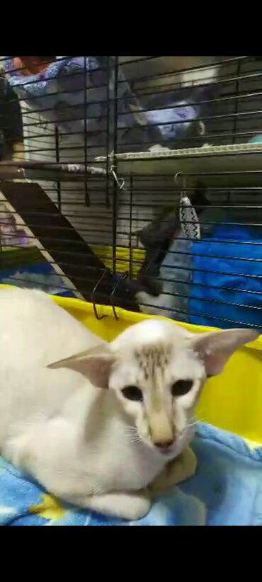 Продажа кошек: Ориентальная, 2 года, Девочка, Белый, Кастрирована, Приучена к лотку, Проглистована — 11