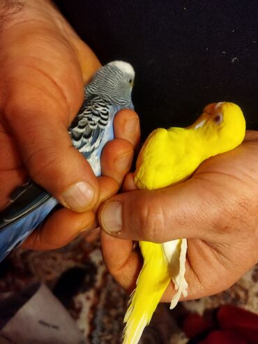 Tutuquşları: Məhəbbət quşları satilir cüt əl quslari bala verməyə meili təcili — 2