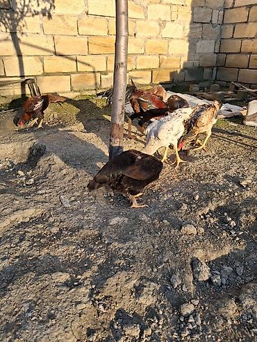 Cücələr: Toyuq cücələri, Ətlik — 8