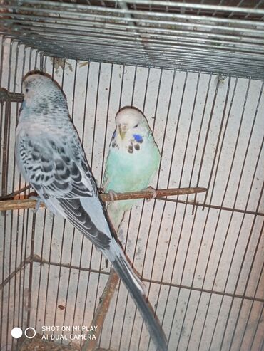 Digər quşlar: Çex cütler satılır papuqaylar təmiz qan vıstıvıcnıy vıstıvka sərgi — 28