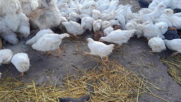 клетки для кур несушек бишкек: Продаем цыплят несушек "декалб" 2х месячные все куры начнут нестись