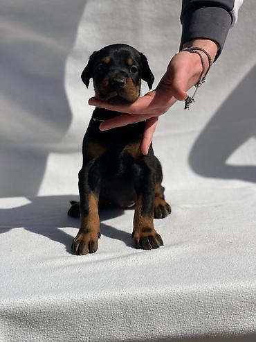 Psi: Štenci dobermana oštenjeni 13.02.2026. Očišćeni od parazita — 12