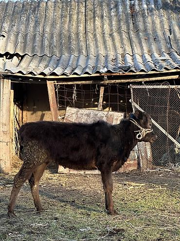 Коровы, быки: Продаю | Корова (самка), Тёлка | Полукровка, Алатауская | Для разведения — 10