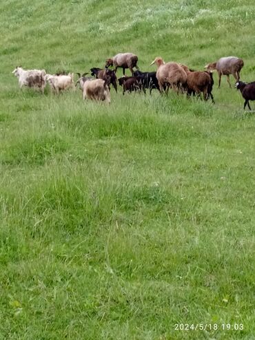 арашанские овцы: Продаю |