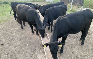 собака для охраны: Продаю | Корова (самка), Бык (самец), Тёлка