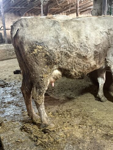 Коровы, быки: Продаю | Корова (самка) | Для молока | Привязанные — 13