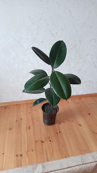Otaq bitkiləri: Fikus elastika (rezin ağacı) – bəzək məqsədli iri otaq bitkisi - Növ — 7