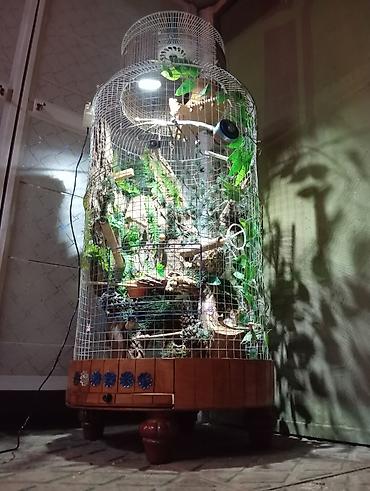Животные: Unikal şaquli terrarium/volyer – dekorativ ağac gövdəsi və təbii — 1