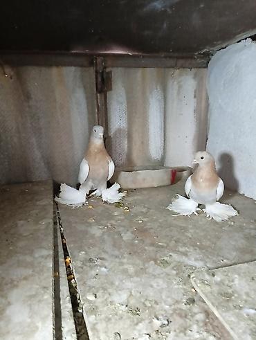 Птицы: Продаю молодых голубей 1 шт стоит пятьсот сом окончательно родители — 10