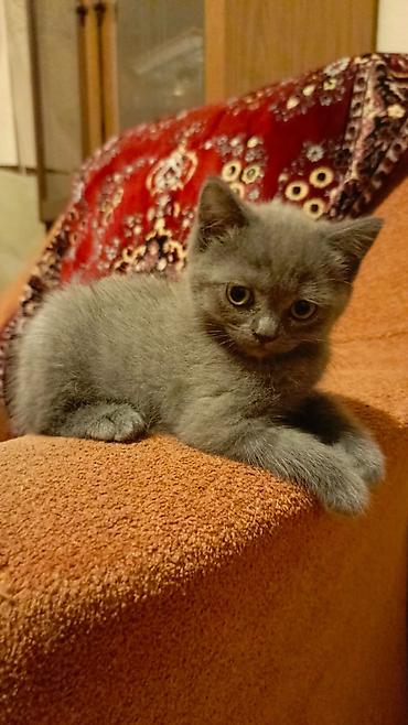 Кошки: Boz rəngli, qısa tüklü balaca pişik balası. - Rəng: bərabər tünd-boz — 4