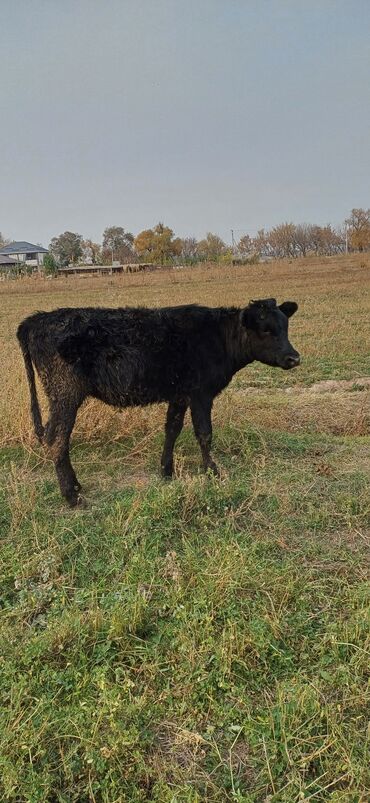 продаю музоо торпок корова самка бык самец айрширская ангус алатауская на забой для разведения на откорм племенные нетель привязанные: Продаю | Тёлка | Полукровка | На откорм
