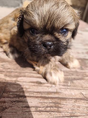 İtlər: Pekines, 1 ay, Erkek — 7