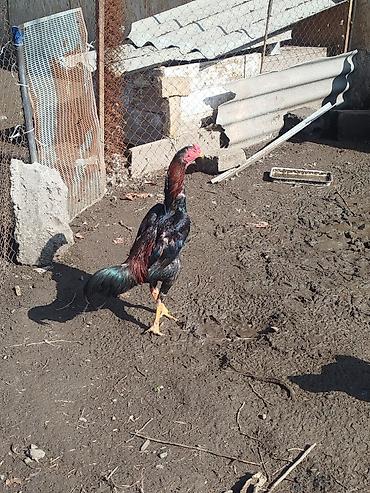 Куры, петухи: Продаю | Петух | Бойцовая | Для разведения — 6