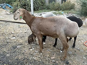 Баран, овца: Продаю | Баран (самец) | Арашан at lalafo.kg — 14 Баран, овца: Продаю | Баран (самец) | Арашан — 14
