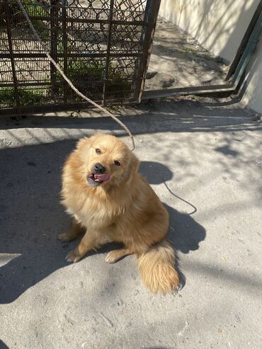 dalmatin iti: Retriever, 8 ay, Dişi, Peyvəndli, Pulsuz çatdırılma, Ödənişli çatdırılma, Rayonlara çatdırılma