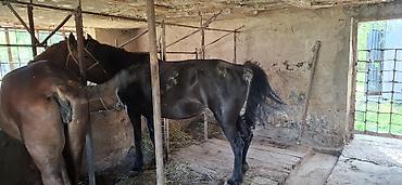 Лошади, кони: Продаю | Кобыла (самка) | Рабочий — 8