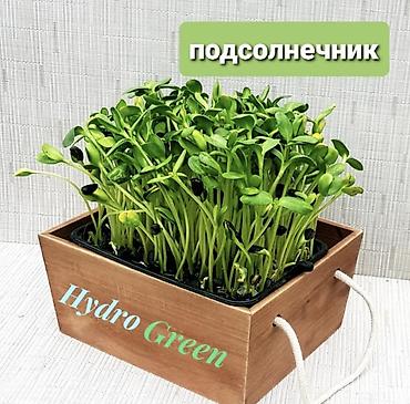 Микрозелень: Микрозелень и молодые травы в кассетах - Ассортимент: микрозелень — 12