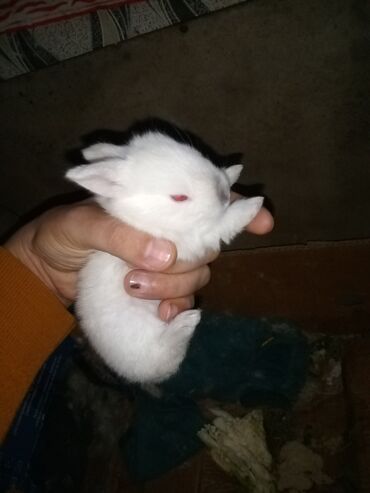 Dovşanlar: Ağ tüklü dovşan balaları.anasi atasi hamsi biryerde satilir.anasi — 4