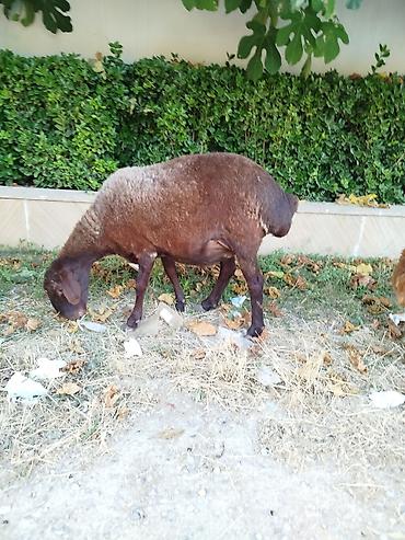 Super qala. qoyunu əsl. saxlamalı heyvandi ikiml qarin doğub başı lalafo.az -da Super qala. qoyunu əsl. saxlamalı heyvandi ikiml qarin doğub başı