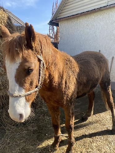 Лошади, кони: Продаю | Конь (самец) | Полукровка | Рабочий — 1