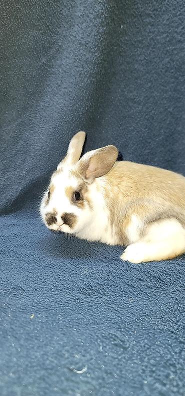 Декоративные кролики: Продаются декоративные крольчата, милые малыши с очень красивыми — 11