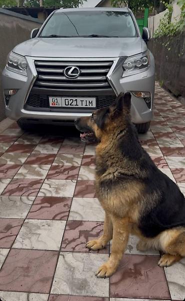 эркек ит: Вязка европеец Авчар 5 лет — 3