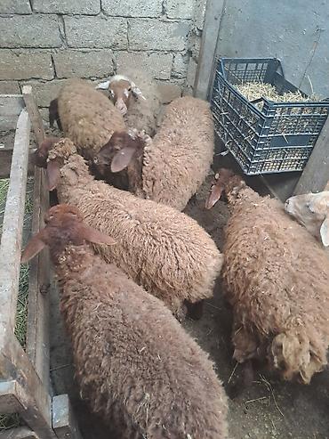 qoyun satis: Hər biri 235 manat.Erkəkdirlər.055 862 74 97 nömrəsinə yazın — 2