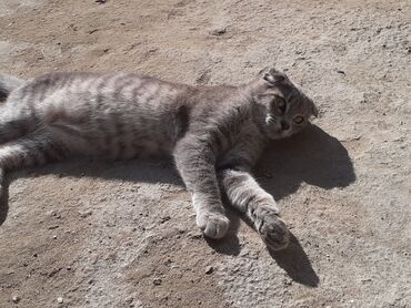 шотландские котята в баку: Шотладская вислоухая, Самка, В добрые руки