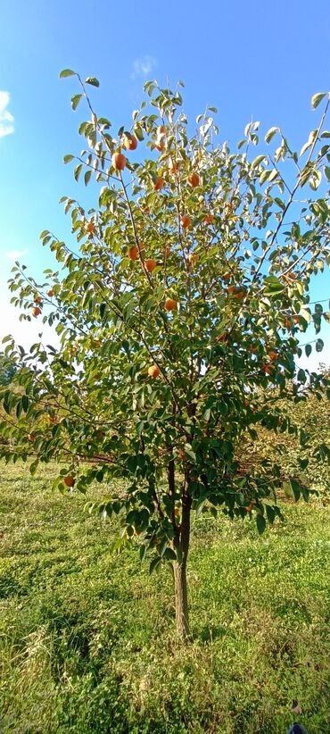 Torpaq sahələrinin satışı: 58 sot, Kənd təsərrüfatı, Barter mümkündür, Kupça (Çıxarış) — 10