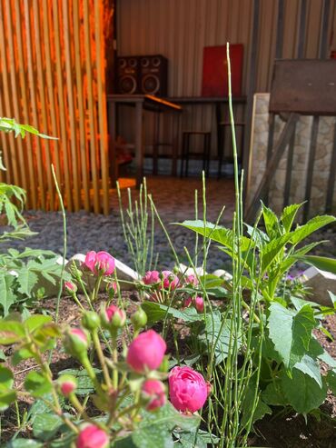 Иссык-Куль 2025: Коттедж, Манго лейк Бостери, Барбекю, Охраняемая территория, Парковка, стоянка — 16