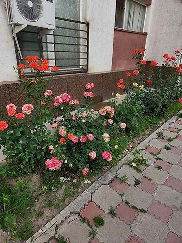 аренда джал: 20 м², 1 комната, Нижний Джал (Джал-23), Без животных — 6