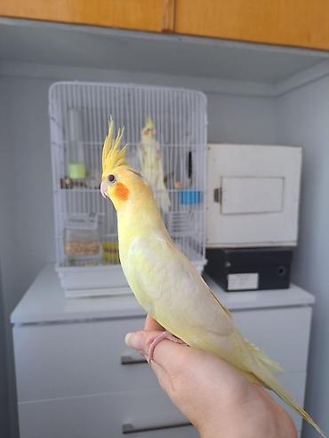 животные в добрые руки баку: Qırmızıgöz Lutino balalari ajerella balasıyla barter olunur evdə — 5