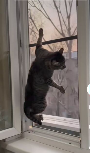 Pəncərələrin təmiri: Xidmət: Plastik pəncərə və qapı təmiri Təklif olunan işlər: - PVC — 3