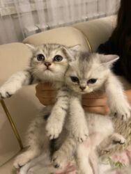 Pişiklər: Britan yastı qulaq, Erkək, Dişi, Yaxşı əllərə, Ünvandan götürmə, Ödənişli çatdırılma, Rayonlara çatdırılma — 5