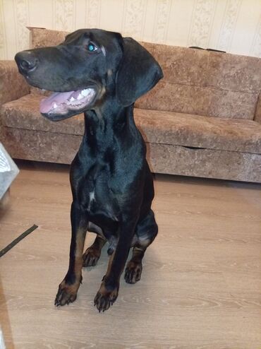 İtlər: Doberman, 5 ay, Erkek, Sənədli, Ünvandan götürmə
